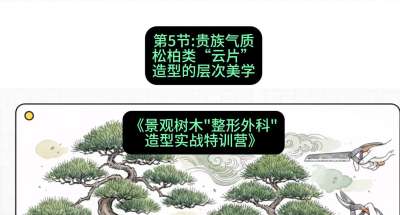 第05节：贵族气质&mdash;&mdash;松柏类&ldquo;云片&rdquo;造型的层次美学，课程：《景观树木&ldquo;整形外科&rdquo;造型实战特训营》#识农AI