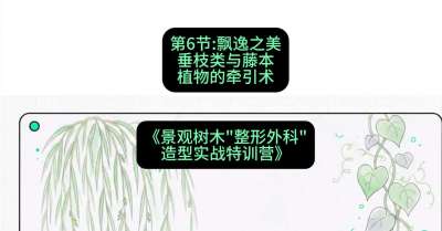 第06节：飘逸之美&mdash;&mdash;垂枝类与藤本植物的牵引术，课程：《景观树木&ldquo;整形外科&rdquo;造型实战特训营》#识农AI