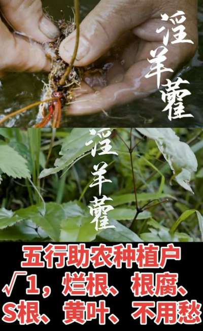 177，1907，0725，V 同号
1  老乡们！种淫羊藿不用乱买肥，咱这款专用肥，针对淫羊藿习性配的，壮苗防烂根，采收多卖钱，用过都回头！
2  咱种淫羊藿图的就是省心高产！专用肥薄肥勤施，苗不烧
