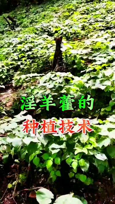 揭秘&ldquo;仙草&rdquo;淫羊藿的种植密码！耐严寒耐贫瘠，林下套种不占耕地，管理简单还能套种其他作物，一亩地的投入两亩地的收益～ 想返乡创业的赶紧码住！ #淫羊藿种植技术 #返乡创业项目 #药材种植指南 #农业新风