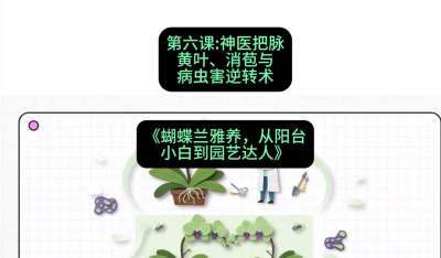 第六节：神医把脉：黄叶、消苞与病虫害逆转术，课程：《蝴蝶兰雅养六讲：从阳台小白到园艺达人》#识农AI