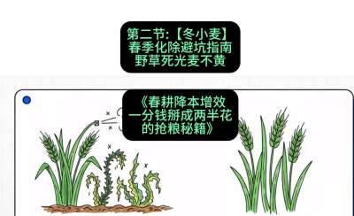 第二节：【冬小麦】春季化除避坑指南，野草死光麦不黄