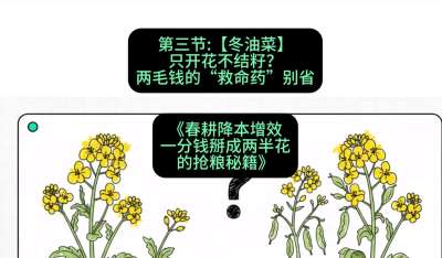 第三节：【冬油菜】只开花不结籽？两毛钱的&ldquo;救命药&rdquo;别省