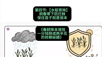 第四节：【水稻育秧】倒春寒下防烂秧，保住苗子就是保本