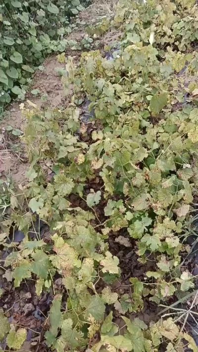 出售巨峰葡萄苗。药用连翘苗，科研五号优质种苗，2/5年苗，药用连翘树，挂果树，全国包邮到家！财富密码18534302961