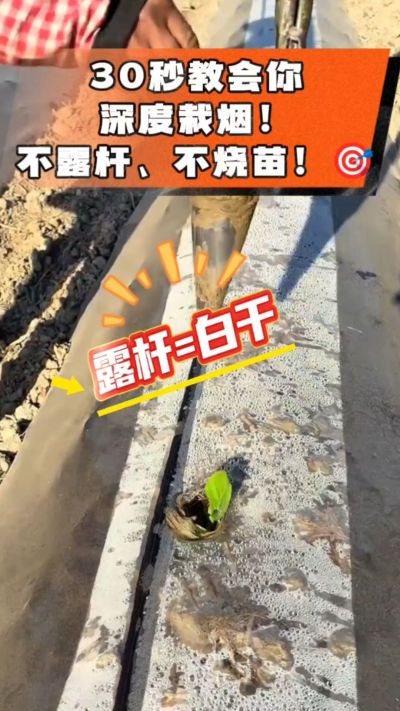 这个栽法太关键了！深栽是烤烟成活的根本，亲测有效！