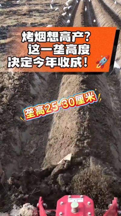 想让烤烟高产，就得从细节抓起。分享一点实打实的干货，只为帮大家少走弯路，种出好烟叶！🌱👍