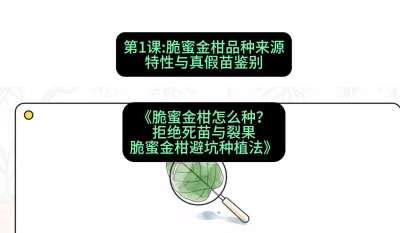 第1节：脆蜜金柑品种来源、特性与真假苗鉴别，课程：《脆蜜金柑怎么种？拒绝死苗与裂果，脆蜜金柑8步避坑种植法》#识农AI