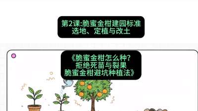 第2节：脆蜜金柑建园标准：选地、定植与改土，课程：《脆蜜金柑怎么种？拒绝死苗与裂果，脆蜜金柑8步避坑种植法》#识农AI