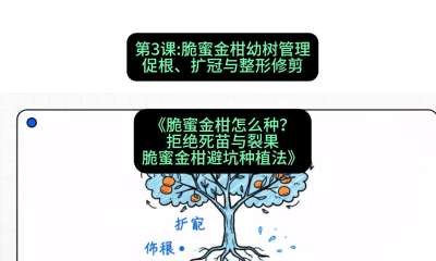 第3节：脆蜜金柑幼树管理：促根、扩冠与整形修剪，课程：《脆蜜金柑怎么种？拒绝死苗与裂果，脆蜜金柑8步避坑种植法》#识农AI