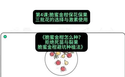 第4节：脆蜜金柑保花保果：三批花的选择与激素使用，课程：《脆蜜金柑怎么种？拒绝死苗与裂果，脆蜜金柑8步避坑种植法》#识农AI