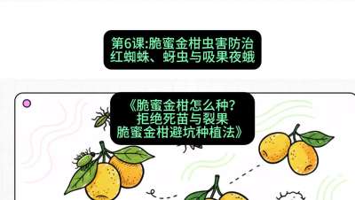 第6节：脆蜜金柑虫害防治：红蜘蛛、蚜虫与吸果夜蛾，课程：《脆蜜金柑怎么种？拒绝死苗与裂果，脆蜜金柑8步避坑种植法》#识农AI