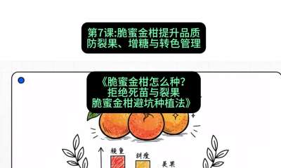 第7节：脆蜜金柑提升品质：防裂果、增糖与转色管理，课程：《脆蜜金柑怎么种？拒绝死苗与裂果，脆蜜金柑8步避坑种植法》#识农AI