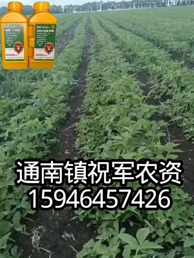 大豆苗前封闭，可封红根苋菜，灰菜，兰花菜，野豆子，捞豆秧等恶性杂草，封杀兼备的高端产品。