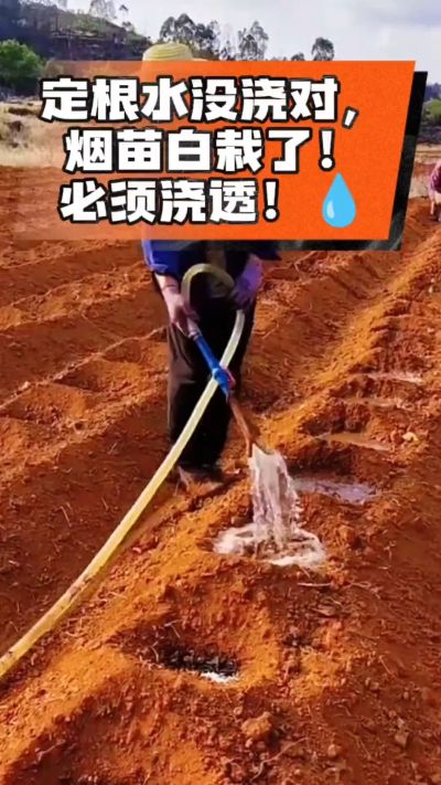 烤烟移栽定根水这么浇，烟苗稳活不僵苗！水里加点它，缓苗快、长势壮，种烟新手必看！