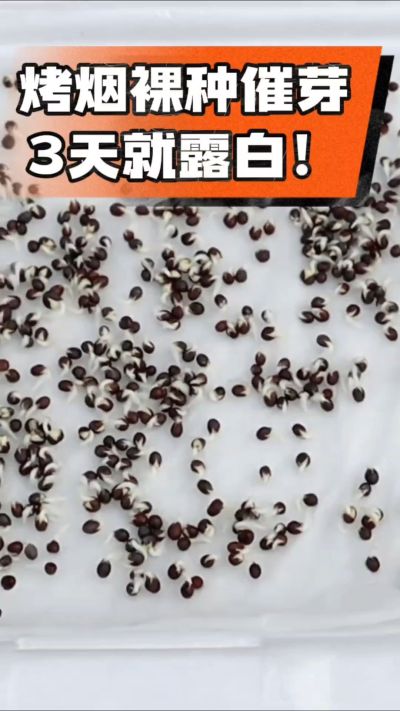 烤烟裸种催芽小技巧，清水浸泡、保温保湿，3天就能露白，出苗快又齐！烟农朋友收藏备用～