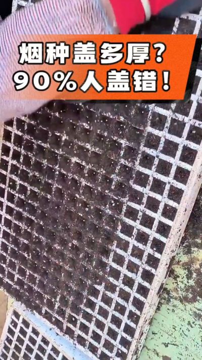 烟种盖多厚？90%烟农都盖错！薄盖才出苗齐、不闷种，烤烟育苗关键一步，照着做就对了
