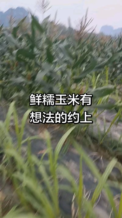 农户种植的白糯玉米大量上市，助农帮农在行动
