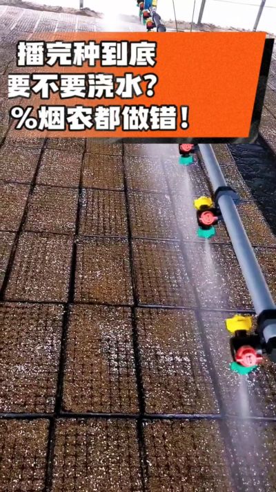 烤烟播完种一定要浇透底水，喷雾慢浇、别大水冲，盘底漏水才算到位，出苗又齐又壮！#烤烟育苗 #烤烟种植 #烟农干货 #育苗技术