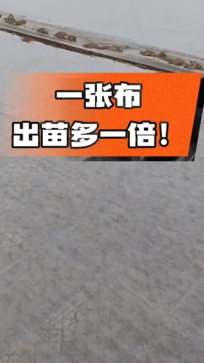 烤烟育苗盖无纺布，保温保湿出苗齐，不烂种、出苗快，烟农必备小技巧！