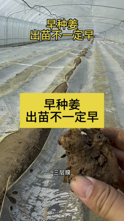 早种姜，出苗不一定早！