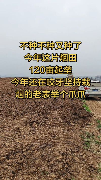 不种不种又种啦，还在咬牙坚持栽烟的老表集合啦！