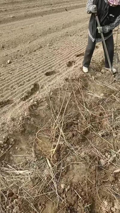 臭椿苗，一年籽播苗，地径0.5/1公分以上。需要联系18534302961