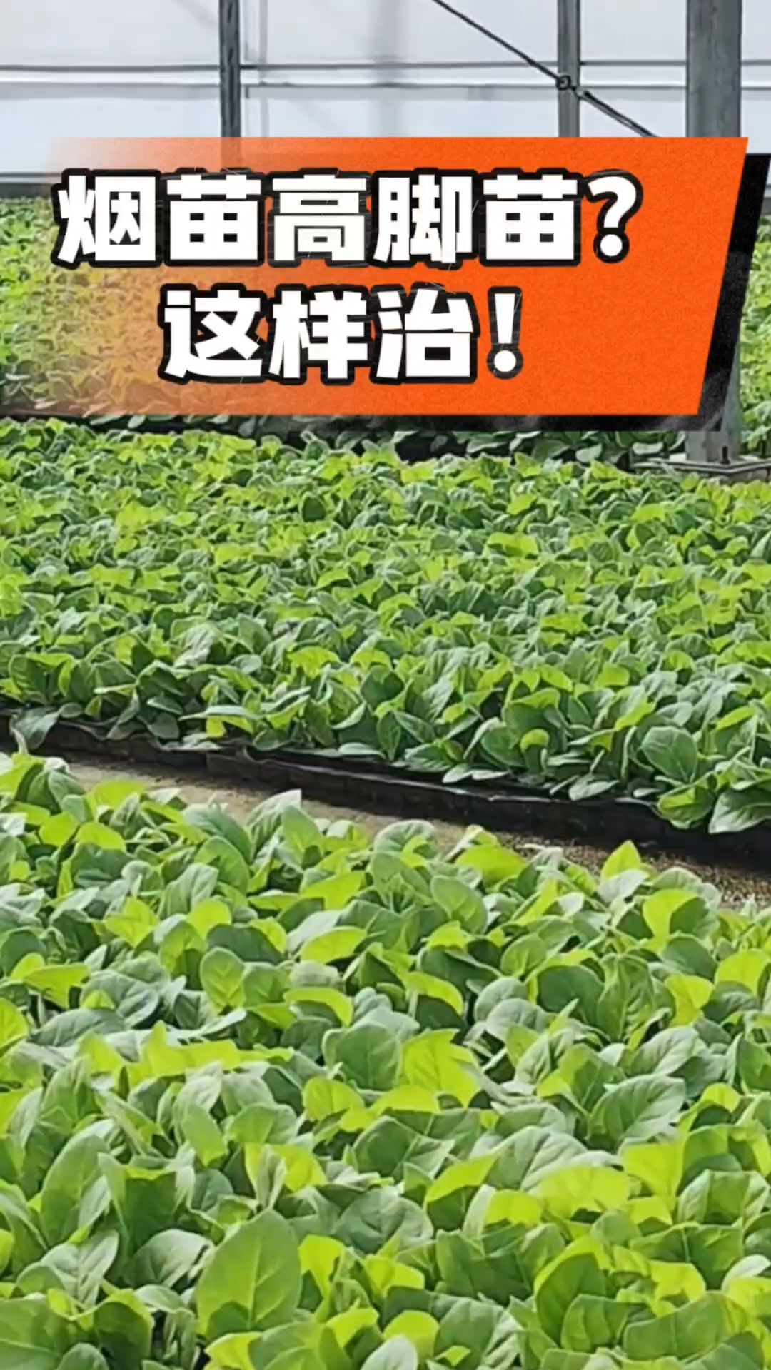 烤烟齐苗期管理关键：精准控温，防高脚苗，培育壮苗好上手！
