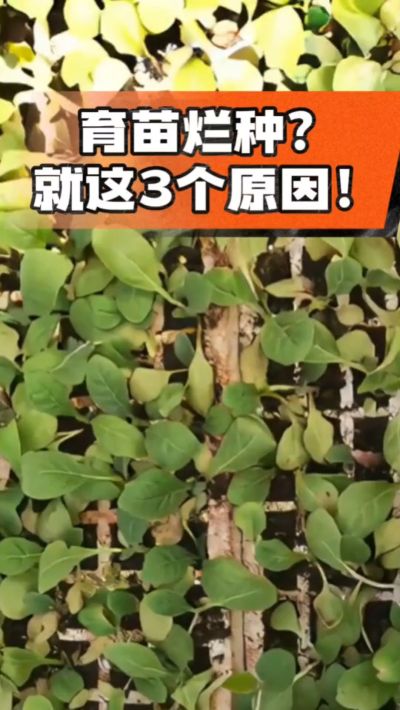 烤烟育苗烂种？3个原因讲清楚！消毒、控水、控温，做到就苗齐苗壮🔥
#烤烟育苗 #烤烟种植 #烂种防治 #烟农