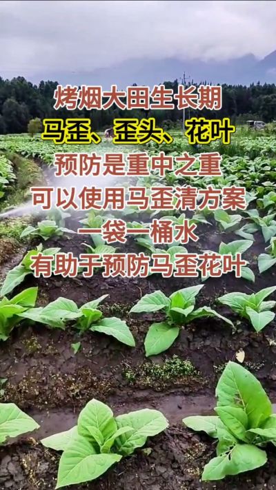 烤烟大田生长期，马歪歪头花叶预防是重中之重，可以使用马歪清方案，一袋一桶水，有助于预防马歪花叶。
烤烟管理早做一步，后期少操心！#烤烟种植#烤烟管理#烤烟大田管理#烤烟病害防治